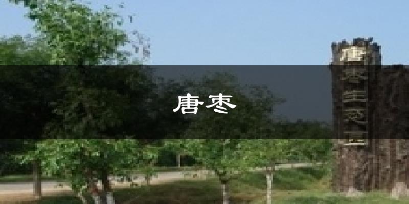 唐枣今日天气