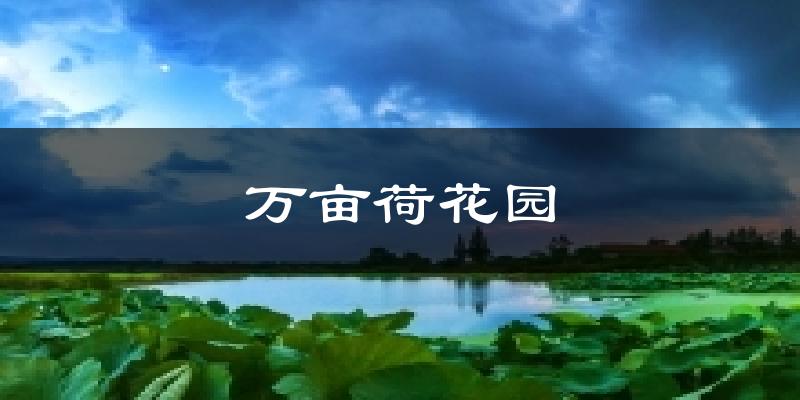 万亩荷花园今日天气