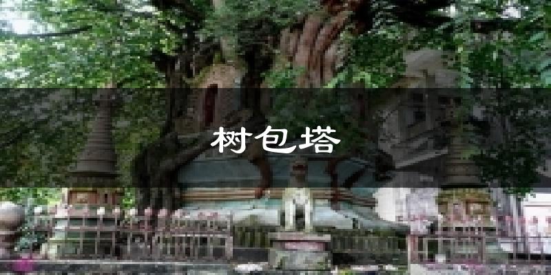 树包塔今日天气